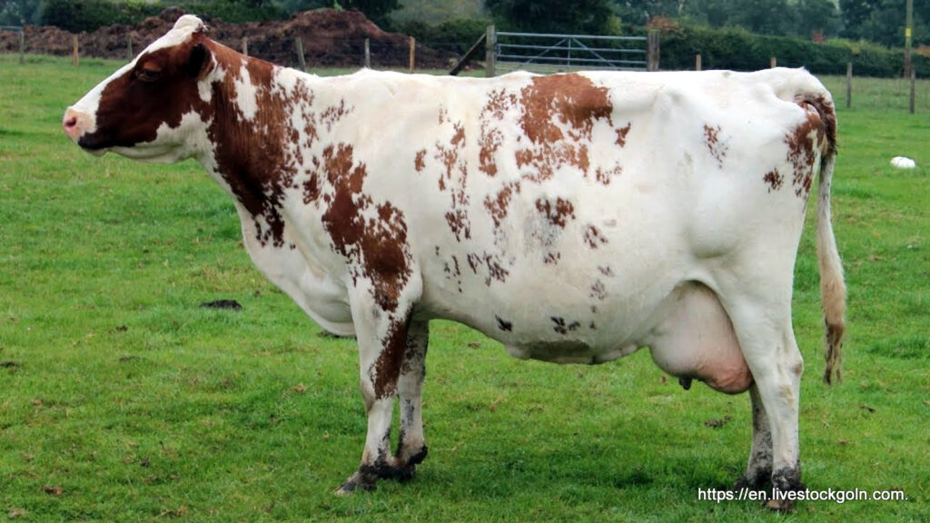 Ayrshire Dairy Cow