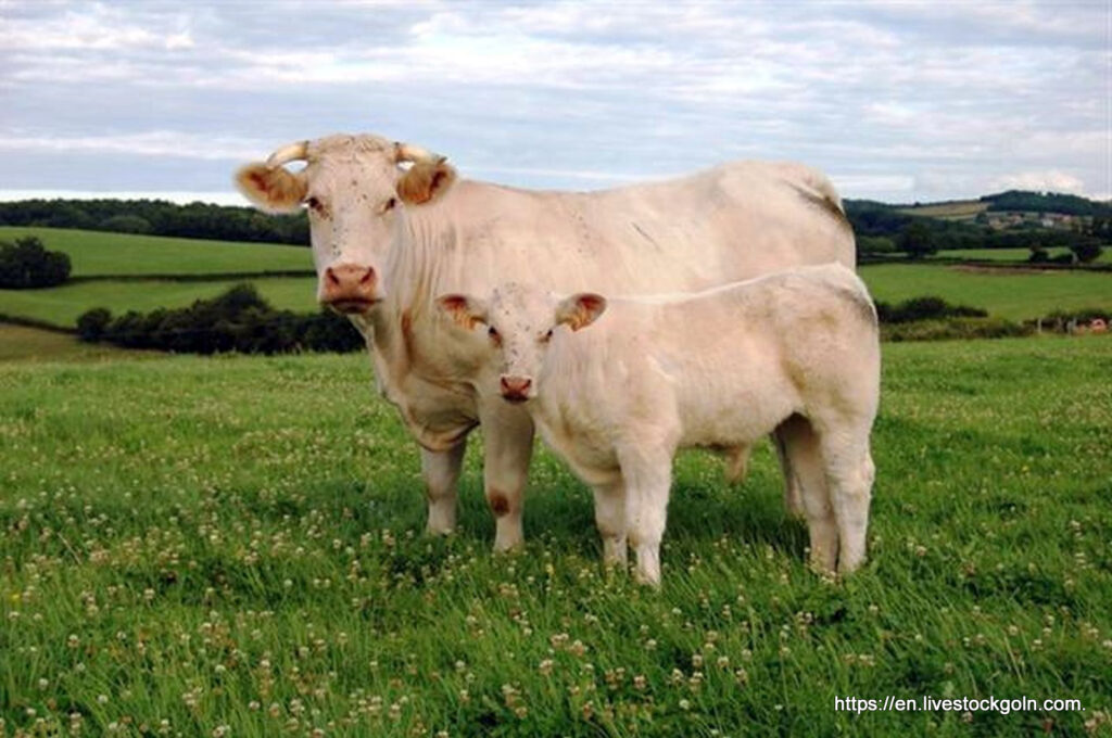 Charolais Cow