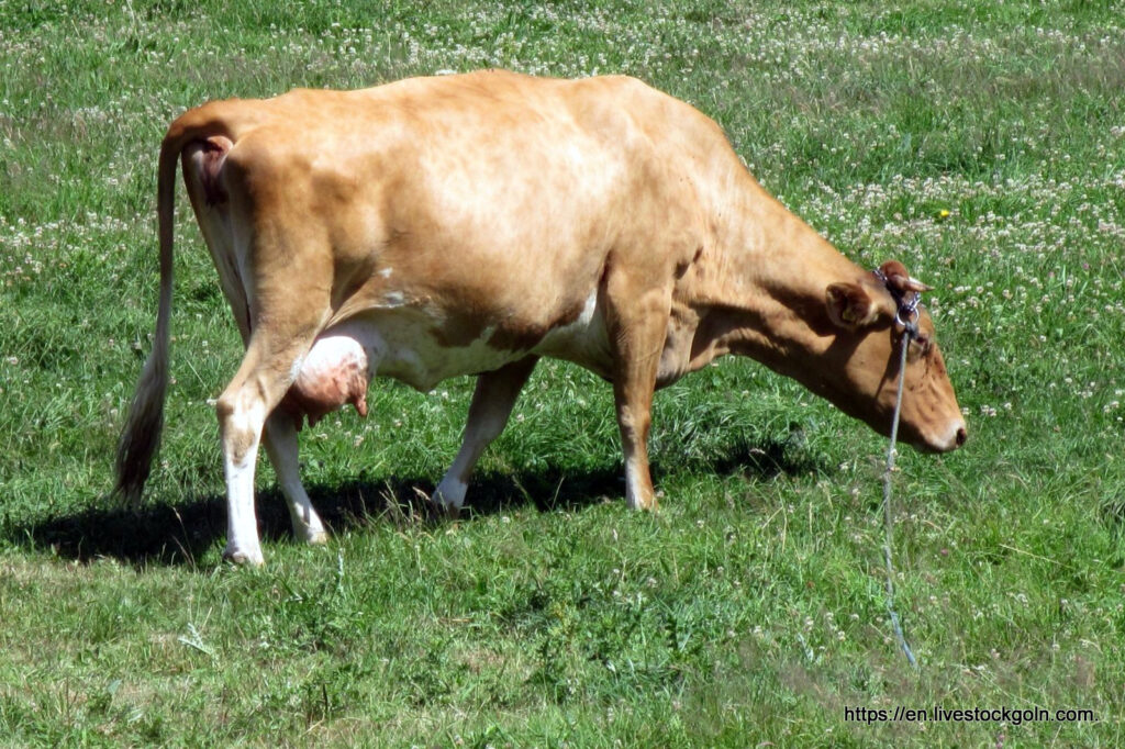 Guernsey cattle