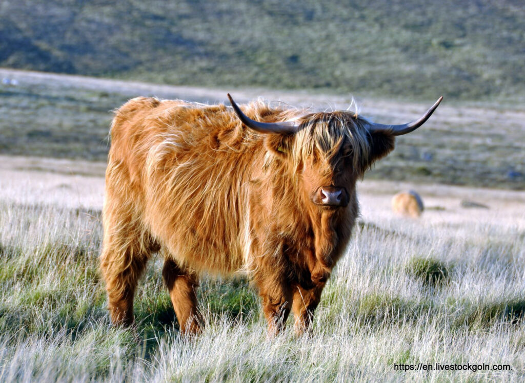 Highland Cow