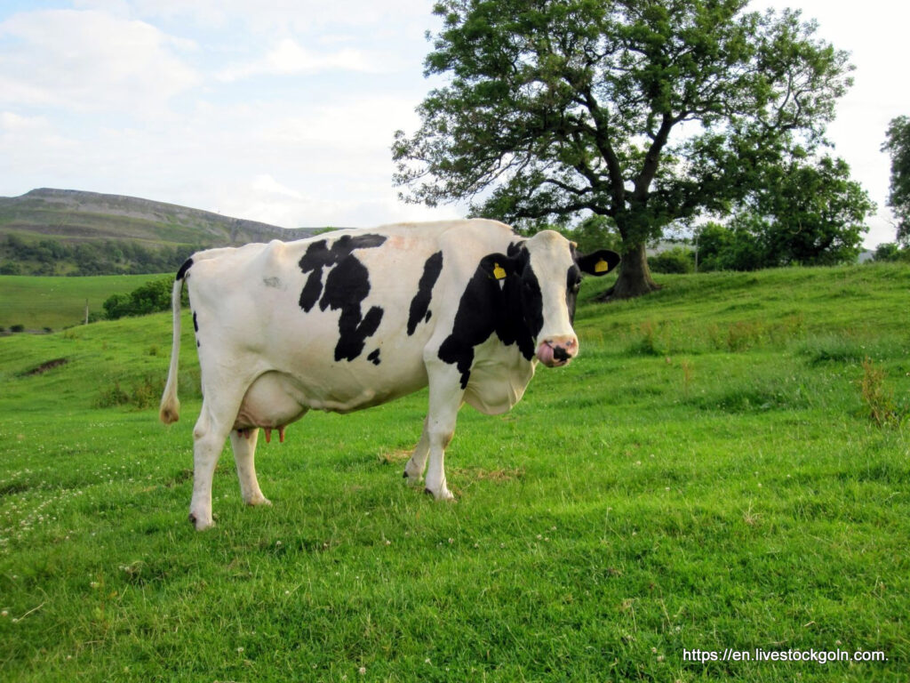 Holstein Friesian