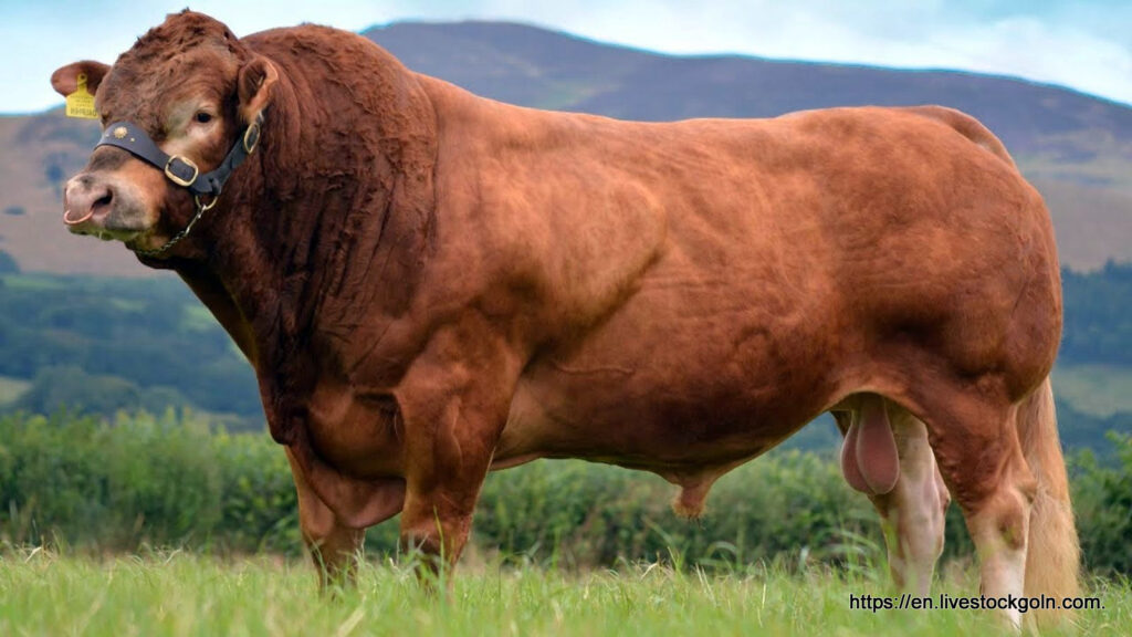 Limousin Cow