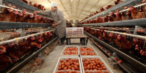 Poultry Farming