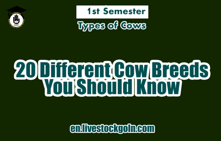 Types of Cows: 20 Different Cow Breeds You Should Know