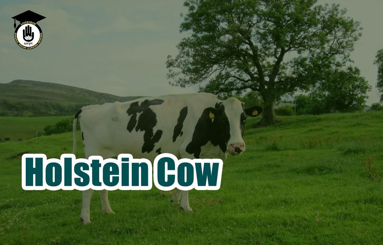 Holstein Cow