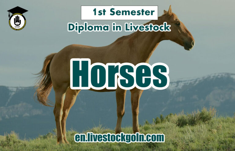 Horses