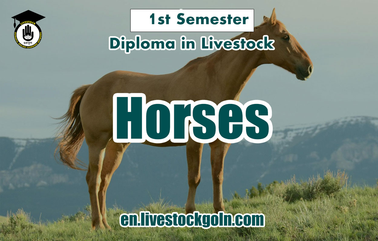 Horses